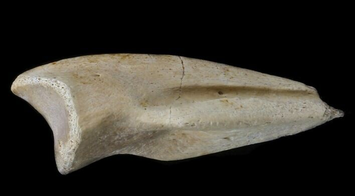 Nice Ornithomimus Foot Claw - Two Medicine Formation #13717